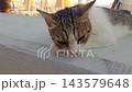 Tabby and white cat resting on a sunlit concrete ledge, lowering its head and shifting gaze at a seaside beach with rows of yellow umbrellas in the background 143579648
