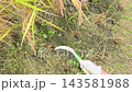 Rice harvesting in Waracho, Gujo City, Gifu Prefecture Rice harvesting in Waracho, Gujo City, Gifu Prefecture 143581988