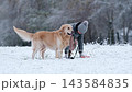 Owner Girl Training Her Adorable Golden Retriever Dog On A Snow In Winter 143584835