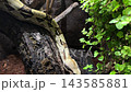 Boa constrictor in terrarium, tropical snake native to Central and South America. Reptile animal life for zoology, observation, science education, learning, biology and wildlife research study topics. 143585881