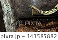 Boa constrictor in terrarium, tropical snake native to Central and South America. Reptile animal life for zoology, observation, science education, learning, biology and wildlife research study topics. 143585882