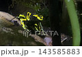 Yellow banded poison frog Dendrobates leucomelas sits on a leaf in tropical rainforest habitat of South America. Amphibian wildlife, zoology, biodiversity, observation, science education and research. 143585883
