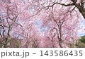 山中湖畔，垂枝櫻花盛開，構成了一幅春日美景。 143586435
