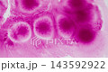 Paint vibrant spatter. Fluid spill. Defocused pink white color chemical texture pigment bubbles round drop spreading on abstract paper background. 143592922