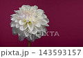 White Dahlia Flower Blooming Against Crimson Magenta Background 143593157
