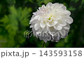 Beautiful White Dahlia Flower Blooming Against Dark Green Background 143593158