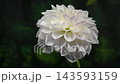Beautiful White Dahlia Flower Blooming Against Dark Green Background 143593159