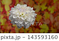 White Dahlia Flower Blooming Against Yellow Autumn Leaves Background 143593160