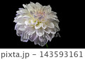 White Dahlia Flower Blooming Against Solid Black Background 143593161
