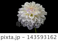 White Dahlia Flower Blooming Against Solid Black Background 143593162
