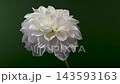 White Dahlia Flower on Stem Blooming Against Dark Green Background 143593163