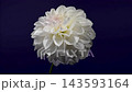 White Dahlia Flower Blooming Against Deep Violet Purple Background 143593164