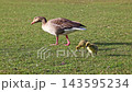 Family of greylag geese with small babies. The greylag goose, Anser anser is a large goose species of the waterfowl family Anatidae 143595234