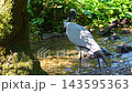 Demoiselle Crane, Anthropoides virgo are living in the bright green meadow during the day time. It is a species of crane found in central Eurosiberia 143595363