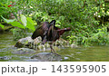 The Glossy ibis, Plegadis falcinellus is a wading bird in the ibis family Threskiornithidae. 143595905