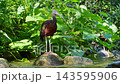 The Glossy ibis, Plegadis falcinellus is a wading bird in the ibis family Threskiornithidae. 143595906