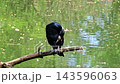 The great cormorant, Phalacrocorax carbo known as the great black cormorant across the Northern Hemisphere, the black cormorant in Australia and the black shag further south in New Zealand 143596063