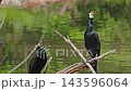 The great cormorant, Phalacrocorax carbo known as the great black cormorant across the Northern Hemisphere, the black cormorant in Australia and the black shag further south in New Zealand 143596064