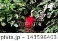 Scarlet ibis, Eudocimus ruber, bird of the Threskiornithidae family, admired by the reddish coloration of feathers, a consequence of crustaceans-based food 143596403