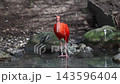 Scarlet ibis, Eudocimus ruber, bird of the Threskiornithidae family, admired by the reddish coloration of feathers, a consequence of crustaceans-based food 143596404