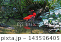 Scarlet ibis, Eudocimus ruber, bird of the Threskiornithidae family, admired by the reddish coloration of feathers, a consequence of crustaceans-based food 143596405