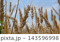 Golden Ripe Wheat Ears in a Field Against a Clear Blue Sky 143596998