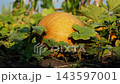 Large Ripe Orange Pumpkin Growing in a Vegetable Garden Bed 143597001