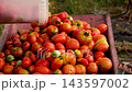 Farmer Pouring a Bucket of Freshly Harvested Tomatoes into a Wheelbarrow 143597002