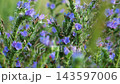 Blooming Viper's Bugloss Blue Wildflowers Growing in a Field 143597006
