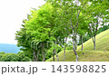岡山縣的樹木在風中搖曳 143598825