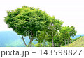 岡山縣的樹木在風中搖曳 143598827