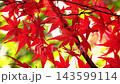 [Vertical Video] Close-up of autumn leaves swaying in the autumn breeze with a sparkling background (4K) 143599114