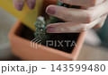 サボテン さぼてん 仙人掌 143599480