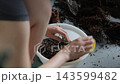 サボテン さぼてん 仙人掌 143599482