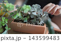 サボテン さぼてん 仙人掌 143599483