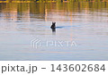 Wild duck diving and feeding in calm lake water at sunset. Mallard bird swimming and searching for food in nature. 143602684