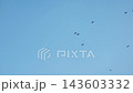 Flight of a flock of birds. Crows. Viz from bottom to top against the sky. 143603332