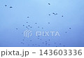 Flight of a flock of birds. Crows. Viz from bottom to top against the sky. Birds fly away 143603336