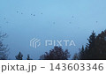 Flight of a flock of birds. Crows. Viz from bottom to top against the sky and trees. 143603346