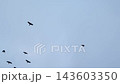 Flight of a flock of birds. Crows. Viz from bottom to top against the sky. Seamles beautiful crowd. Slow motion 143603350