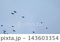 Flight of a flock of birds. Crows. Viz from bottom to top against the sky. Seamles loop. Slow motion 143603354