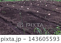 A man arranging seed potatoes in a field. 143605593