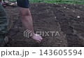 A man arranging seed potatoes in a field. 143605594