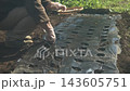 A woman planting garlic 143605751