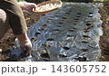 A woman planting garlic 143605752