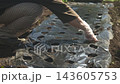 A woman planting garlic 143605753