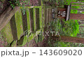 【縦動画】祠へ続く苔むした石段 杉林の山寺 143609020