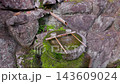 竹筒から水が落ちる苔むした手水鉢 岩に囲まれた寺の手水 143609024