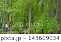 明るい竹林 光を受けて輝く竹の葉 143609034