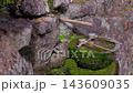岩場の苔むした手水鉢と竹筒 寺の手水 143609035